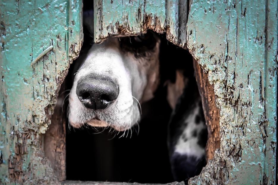 Scared dog looks through hole in fence