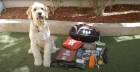 Pet Preparedness